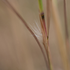 Ornamental Grass Spikelet, 2021