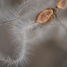 Autumn Clematis Seeds, 2021