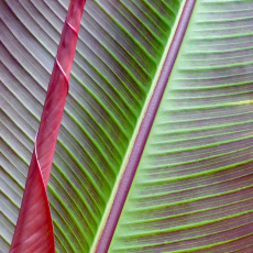 Veined  (New Hope)