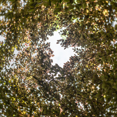 Beech