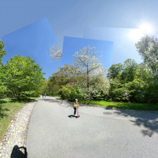 Sprite, Arnold Arboretum May 2020