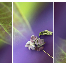 Balancing on a New Leaf