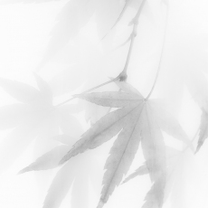 Pendulous Leaves