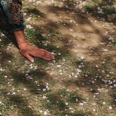 Petals, Adriana G. Torres