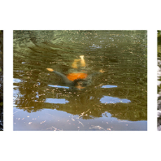 Trout Pond Swimming Milo © by Emily Belz