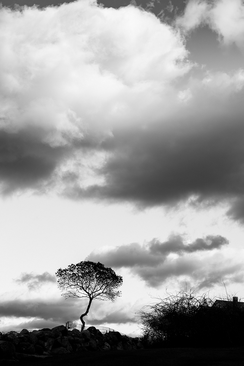 Little Tree Little Tree