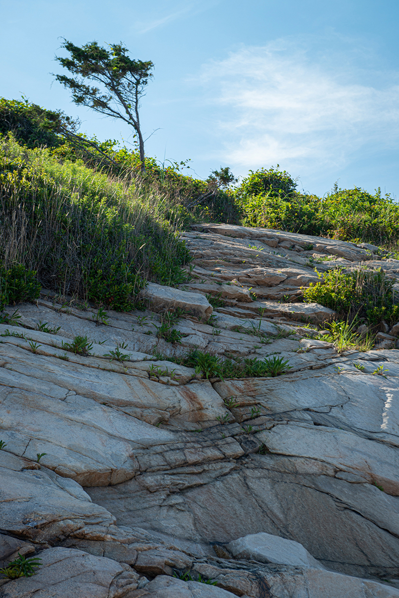 Lone Tree, Black Point Lone Tree, Black Point
