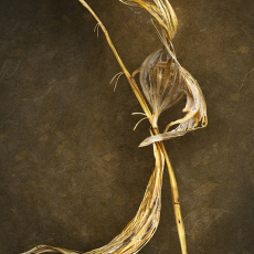 Letting Go © by Deb Ehrens