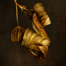 Memory Enfolded © by Deb Ehrens