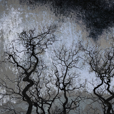 Arboes en Blanco y Negro - Trees in Black and White © by Estelle Disch