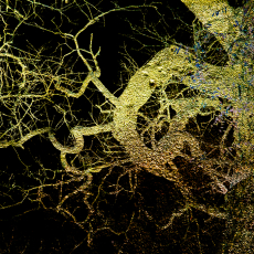 Twisted Branches IV © by Estelle Disch