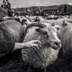 Sameinuð á Ný - Reuniting