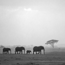 Harmony - Walk this Way