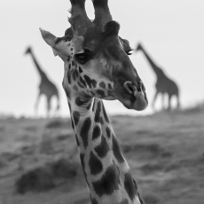 Masai Giraffe