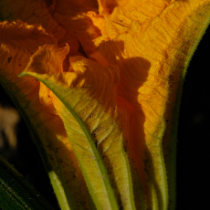 The Devil of a Selfie