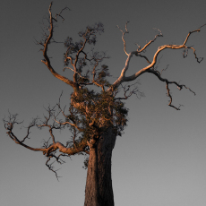 Dusk Basking
