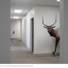 42_LucasFoglia_HumanNature_Elk-at-the-Game-and-Fish-Department-1-copy