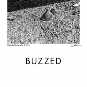 Buzzed
