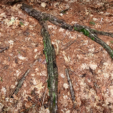 Forest Roots