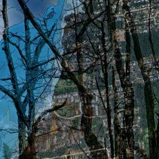 Skeletons of Tupelos