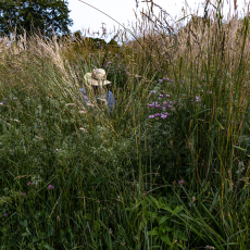 In the Meadow G by Marcy Juran