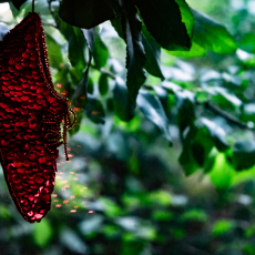 Ruby Slipper © by Marcy Juran