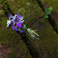 Bunch of Violets