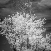 David Pinkham - Moon