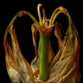 Deb Ehrens - Golden Amaryllis