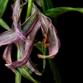 Deb Ehrens - Lily Pink 1