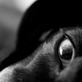 Shaun Martins - Eye to Eye