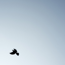 Dream Song © by Molly Lamb