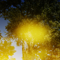 All This Light © by Molly Lamb