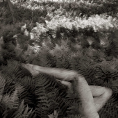 Bed of Ferns