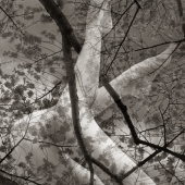 Dryad (Cherry Blossoms)