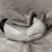 Myths, Untitled 4 (Beach Grape Leaf)