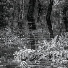 The Fragmented Landscape by © Vicki McKenna