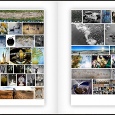 Print-Share-Peer-Review-COVID-19-50