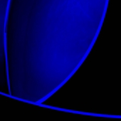 Color, line, form