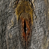 Texture , shape