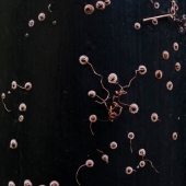 Dried ivy tendrils