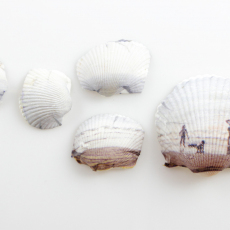 Shells by Anne Hopkins