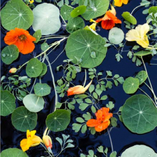 Water Tapestry with Nasturtiums from the series Garden Water Tapestries by Lisa Redburn