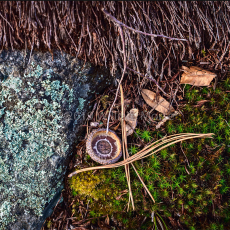 Still Life #1 Explosions and Patterns