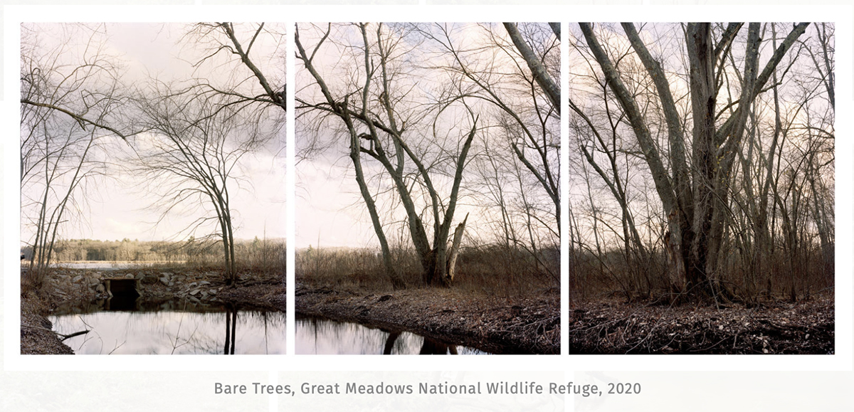 3 Bare Trees, Great Meadows
