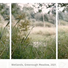 Wetlands Greebough Meadow