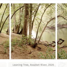 Leaning Tree Assabet RIver