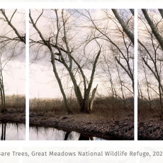 3 Bare Trees, Great Meadows