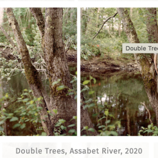 Double Trees, Assabet River, 2020