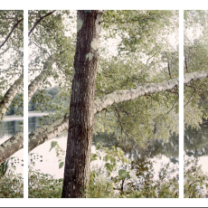 Leaning Tree Ice House Pond